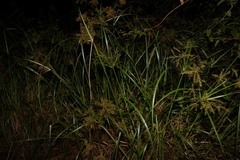 Cyperus exaltatus