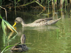 Anas undulata undulata