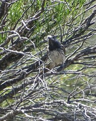 Purnella albifrons