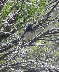 Purnella albifrons