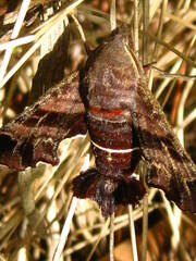 Amphion floridensis