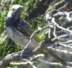 Purnella albifrons
