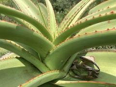 Aloe alooides