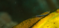Elacatinus lori