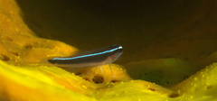 Elacatinus lori