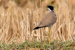 Vanellus malabaricus