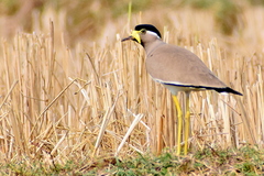 Vanellus malabaricus