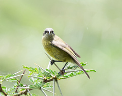 Nectarinia kilimensis