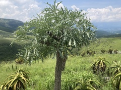 Cussonia paniculata