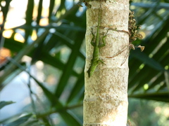 Anolis garmani
