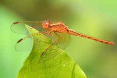 Neurothemis intermedia