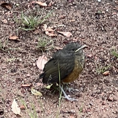 Turdus rufiventris