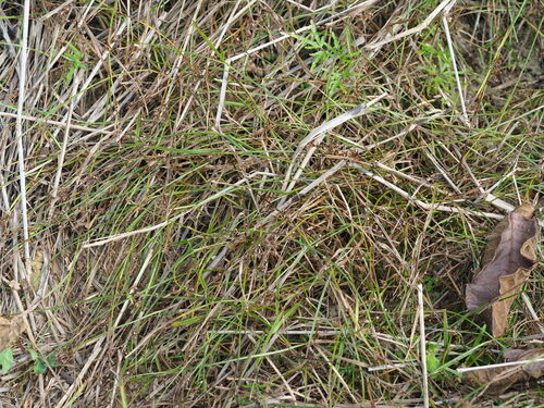 Image of Scleria Biflora (Scleria biflora) by no rights reserved