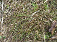 Scleria biflora