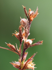 Scleria biflora