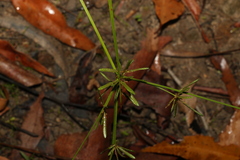 Cyperus haspan