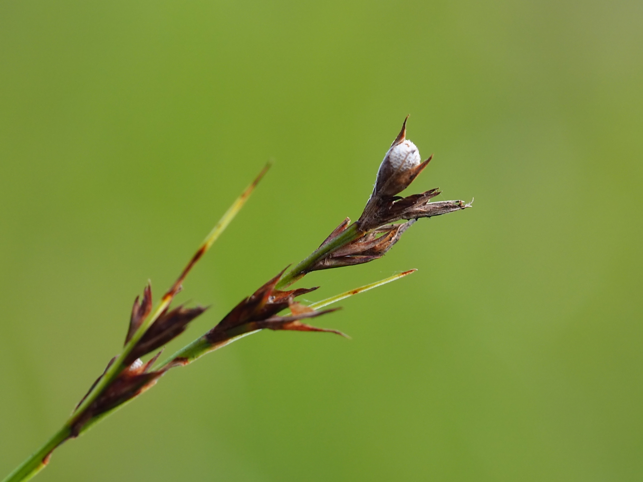 Scleria biflora
