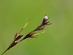 Scleria biflora