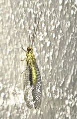 Italochrysa insignis