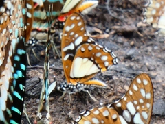Graphium angolanus