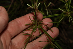 Cyperus haspan