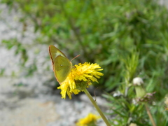 Colias palaeno