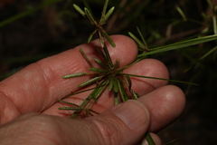 Cyperus haspan