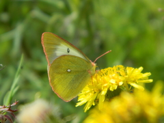 Colias palaeno