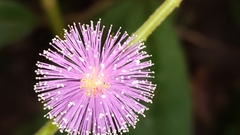 Mimosa albida