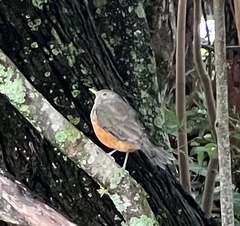 Turdus rufiventris