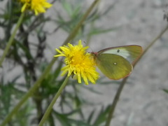 Colias palaeno