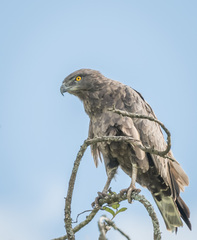 Circaetus cinereus