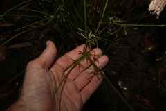Cyperus haspan