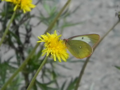 Colias palaeno