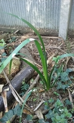 Iris foetidissima