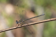 Archiargiolestes pusillus