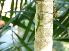Anolis garmani