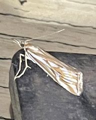Hednota pleniferellus