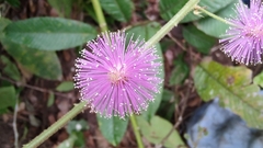Mimosa albida