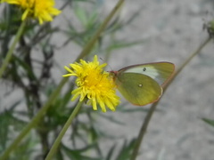 Colias palaeno