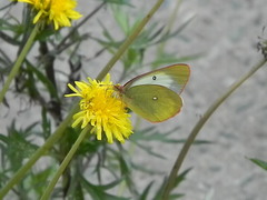 Colias palaeno