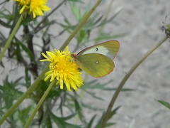 Colias palaeno