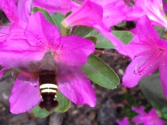 Amphion floridensis