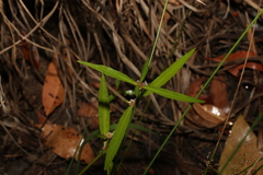 Alternanthera denticulata