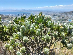 Leucospermum conocarpodendron conocarpodendron