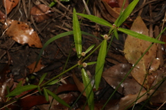 Alternanthera denticulata