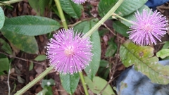 Mimosa albida