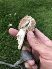Chlorophyllum