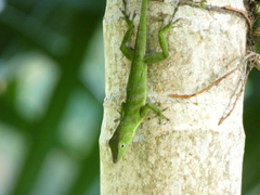 Anolis garmani