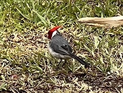 Paroaria coronata
